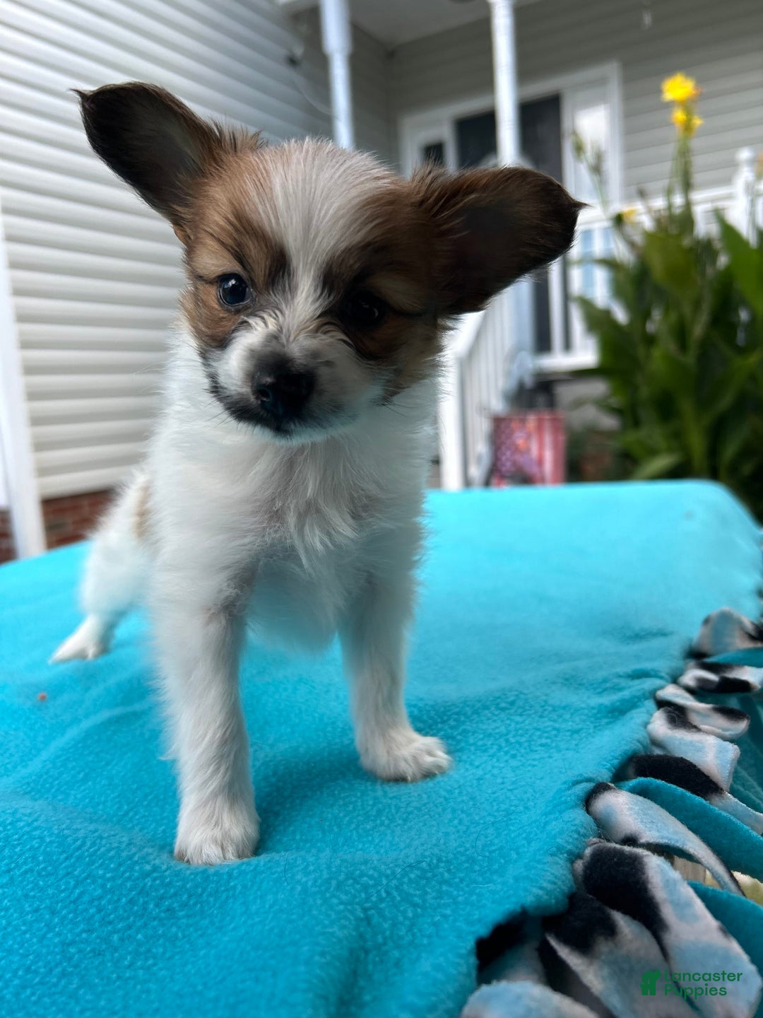 Papillon dogs for sale: Male Puppy 1 - Image 2