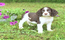 English Springer Spaniel dogs for sale: Pansy - Image 4