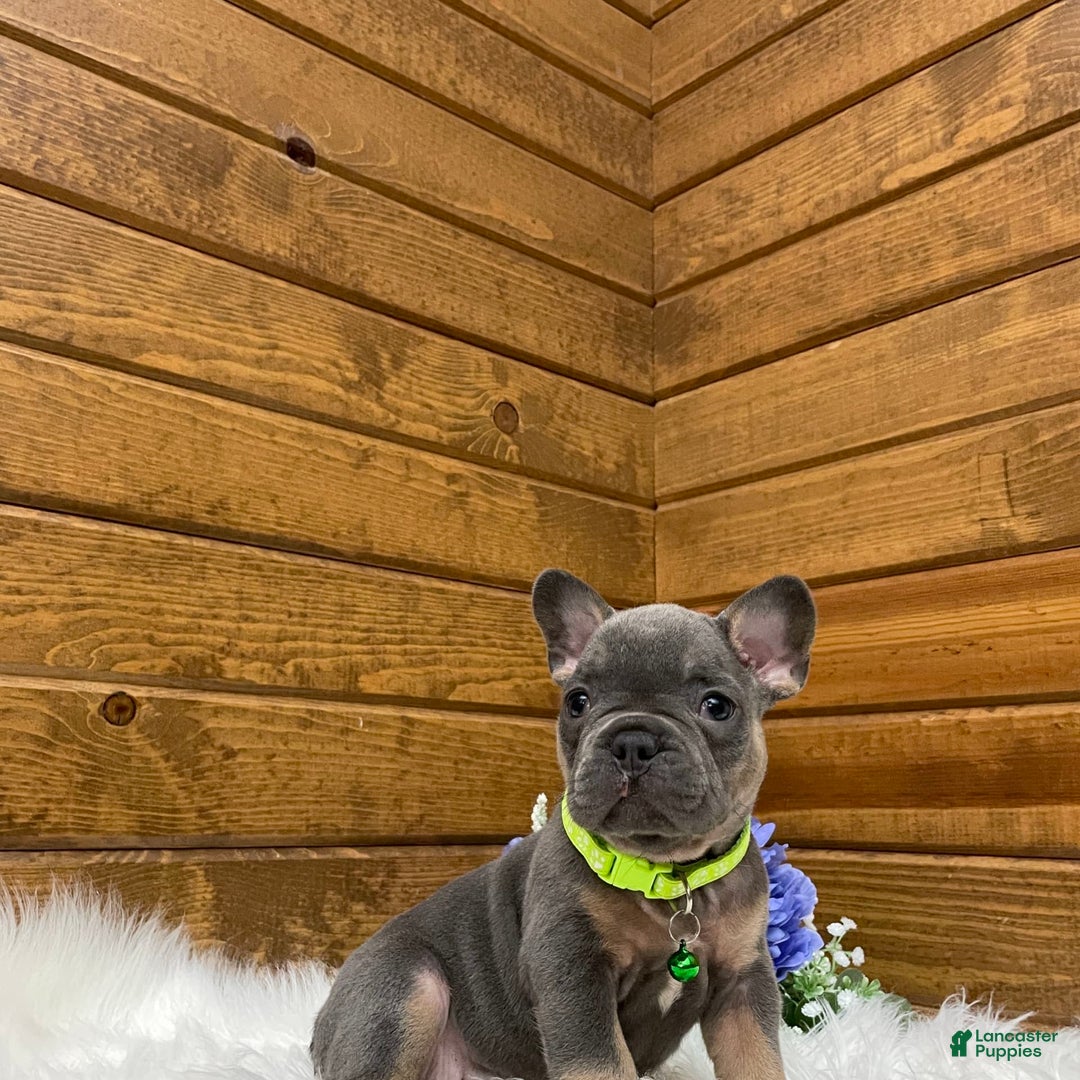 French Bulldog dogs for sale: Ryder - Image 9