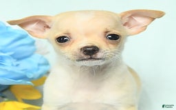 Chihuahua dogs for sale: Max - Image 2