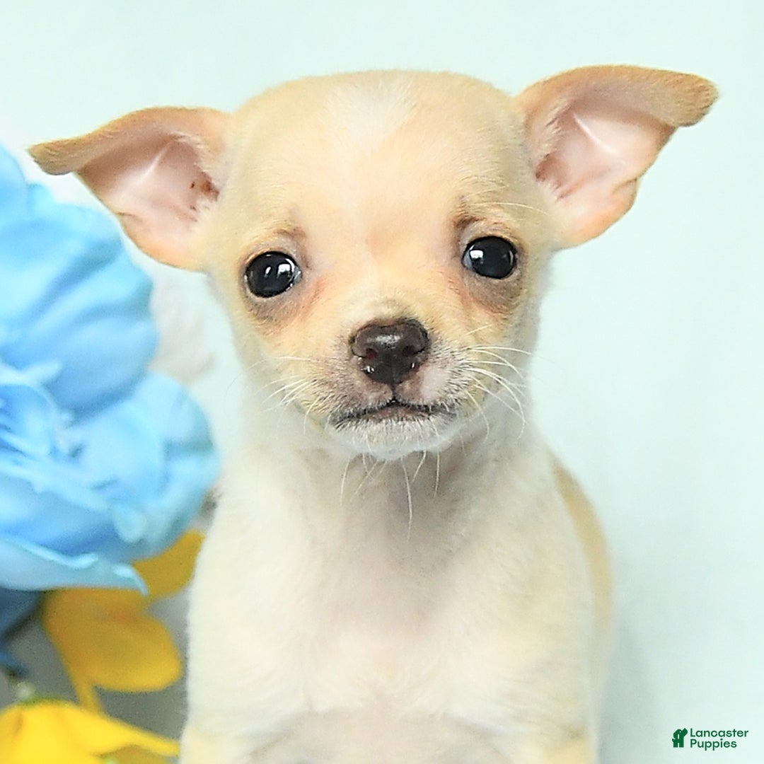 Chihuahua dogs for sale: Max - Image 2