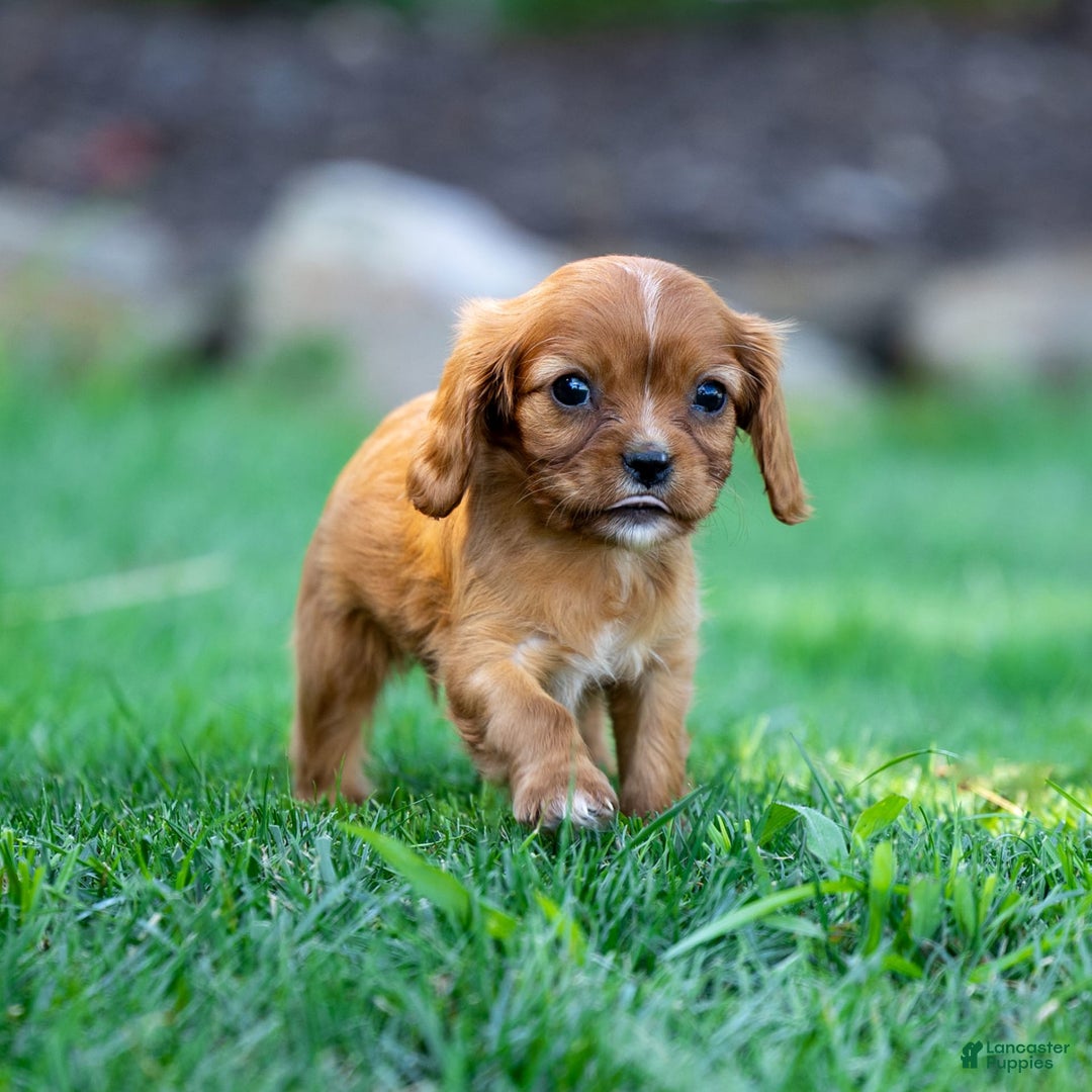 Cavalier King Charles Spaniel dogs for sale: Cleo - Image 3
