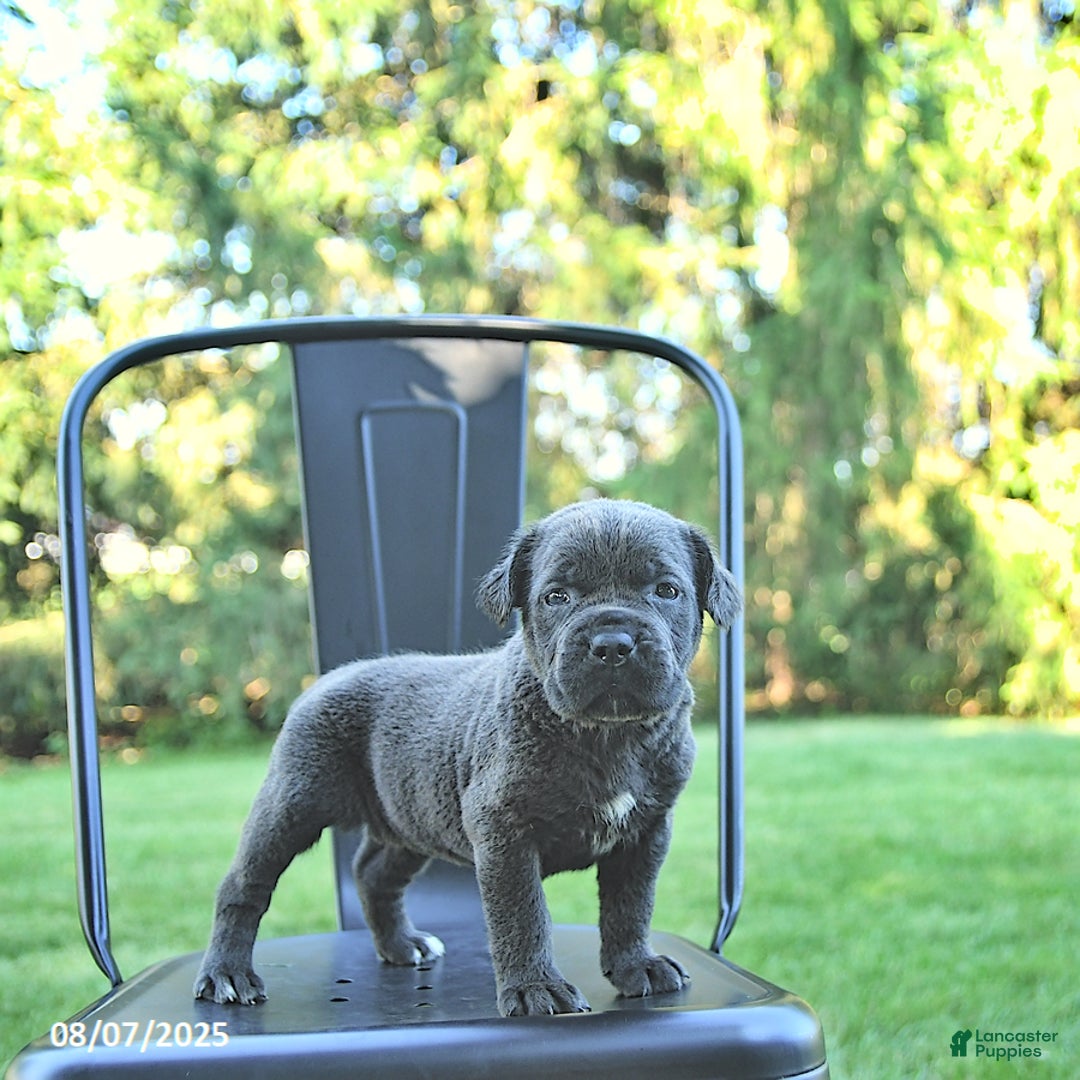 Cane Corso dogs for sale: Mia - Image 3