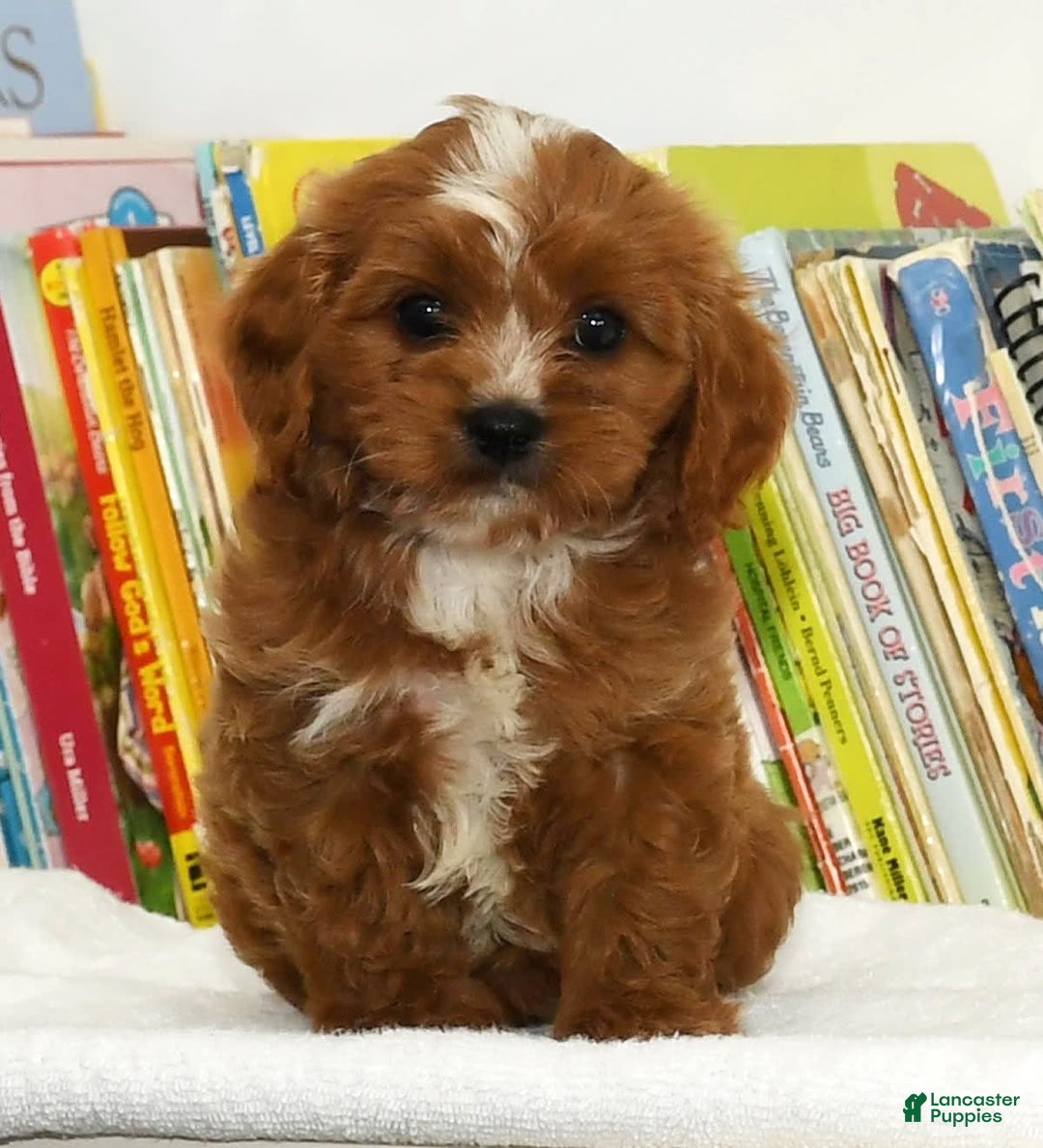 Cavapoo dogs for sale: Toby - Image 7