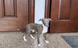 Italian Greyhound dogs for sale: Lila - Image 2