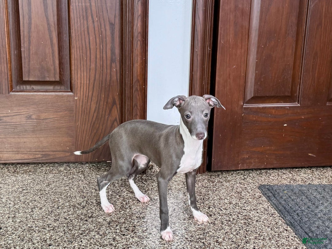 Italian Greyhound dogs for sale: Lila - Image 2