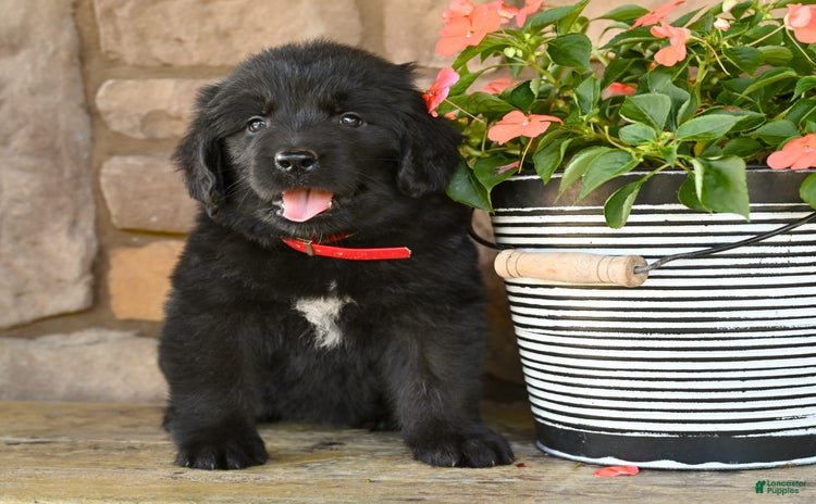 Newfoundland dogs for sale - Ad 3