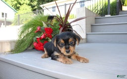 Yorkshire Terrier dogs for sale: Tucker - Image 8