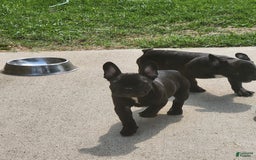 French Bulldog dogs for sale: Coco - Image 8