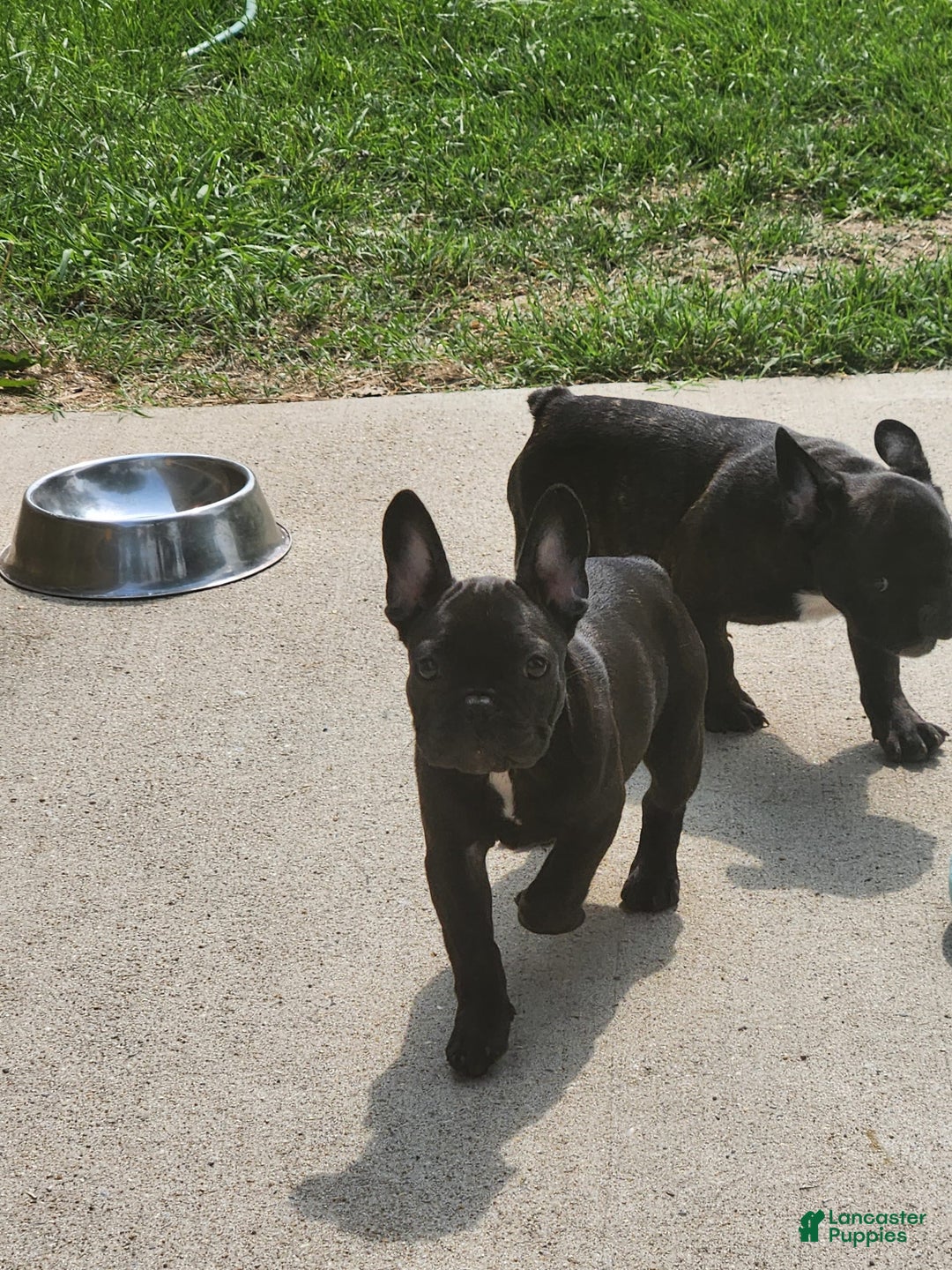 French Bulldog dogs for sale: Coco - Image 8