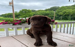 Labrador Retriever dogs for sale: Mart - Image 2
