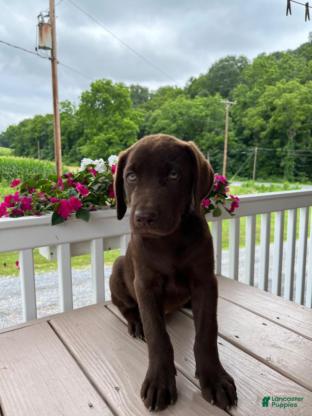 Labrador Retriever dogs for sale: Mart - Image 2