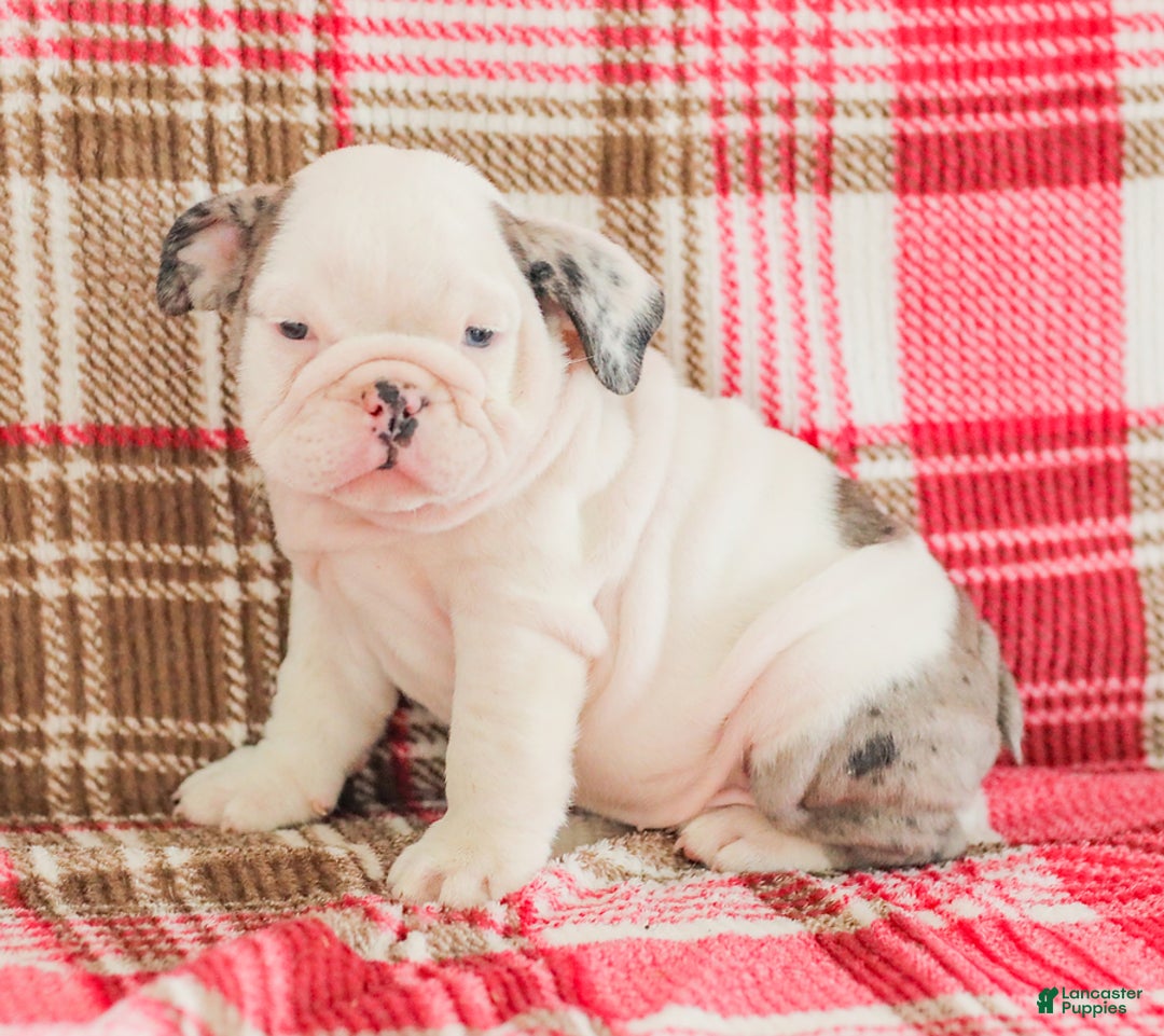 English Bulldog dogs for sale: Marley - Image 3
