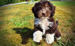 Havapoo dogs for sale: Hammie - Image 7