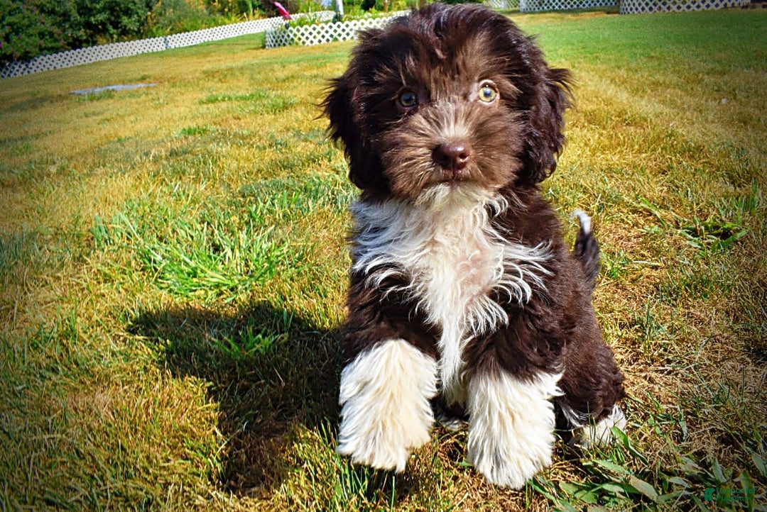 Havapoo dogs for sale: Hammie - Image 7