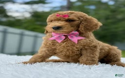 Goldendoodle dogs for sale: Emmy - Image 3