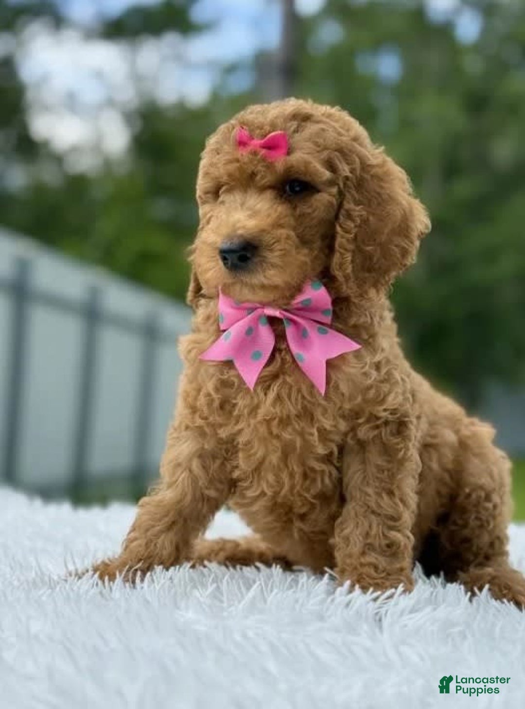 Goldendoodle dogs for sale: Emmy - Image 3