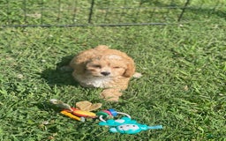 Cavapoo dogs for sale: Puppy 23 - Image 1