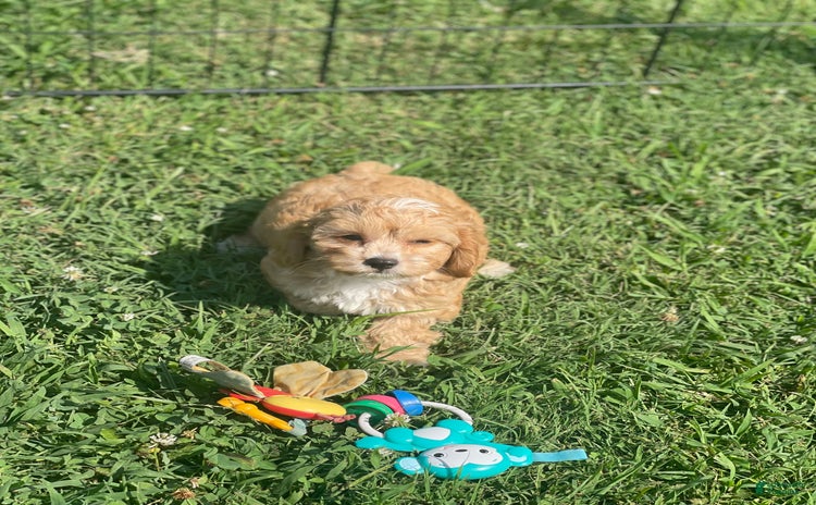 Cavapoo dogs for sale - Ad 4