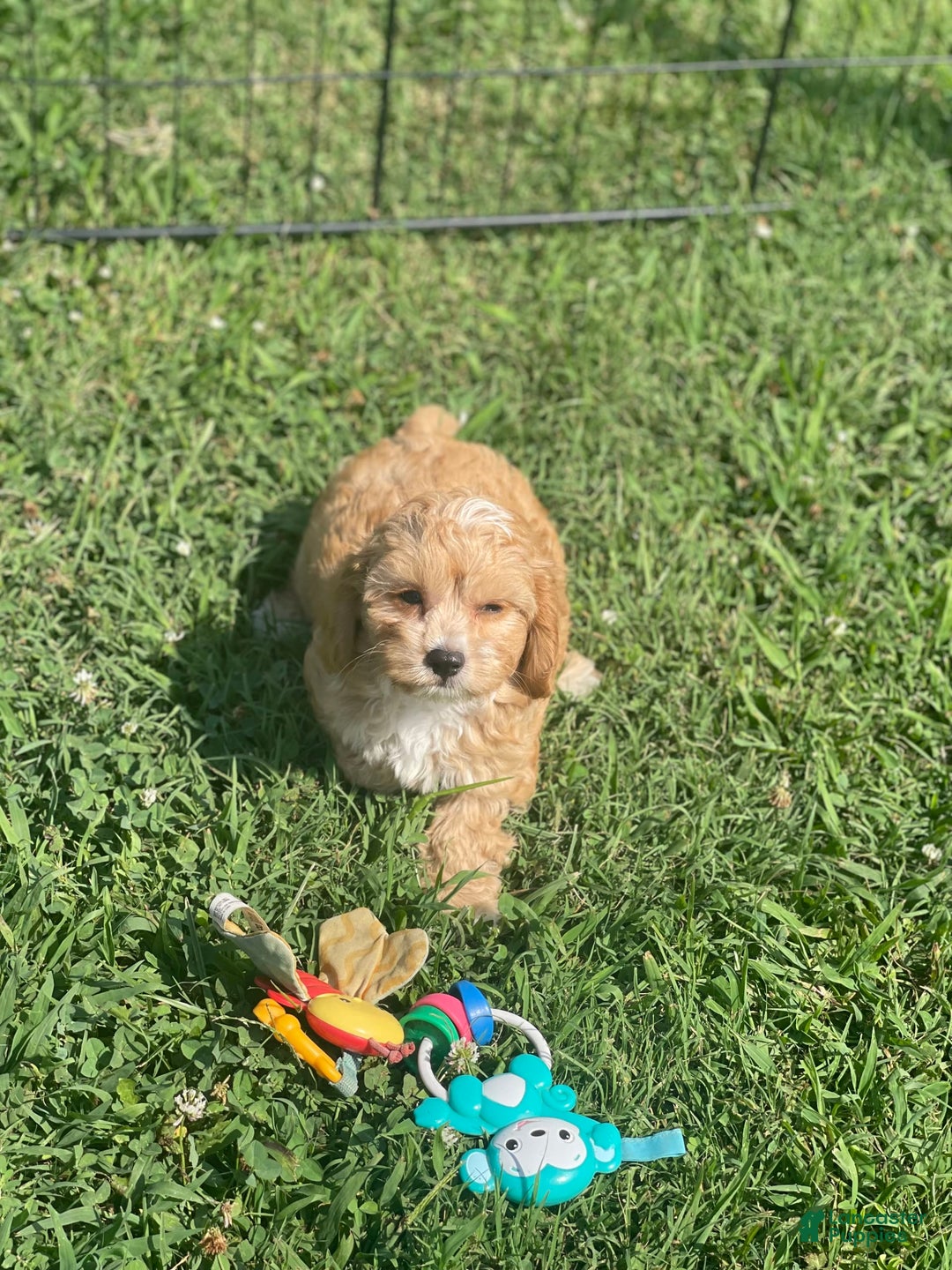 Cavapoo dogs for sale: Puppy 23 - Image 1