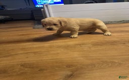 Goldendoodle dogs for sale: Rubble F1b Goldendoodle - Image 4