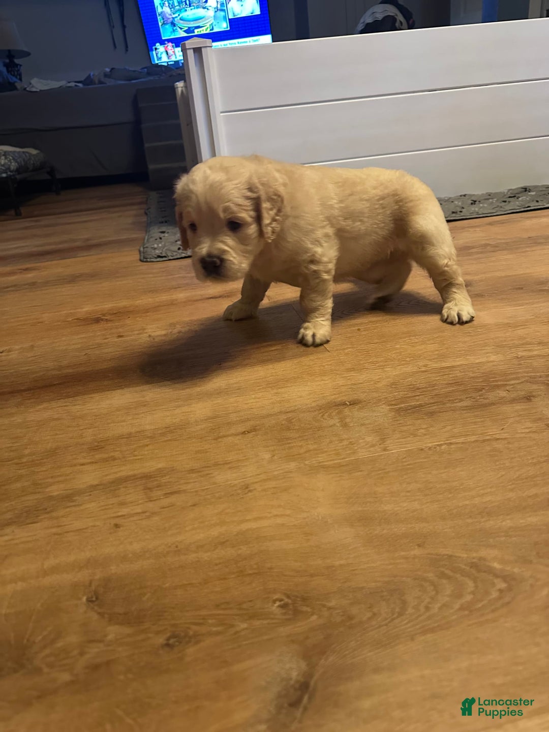 Goldendoodle dogs for sale: Rubble F1b Goldendoodle - Image 4