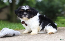 Shih Tzu dogs for sale: Zeke - Image 5