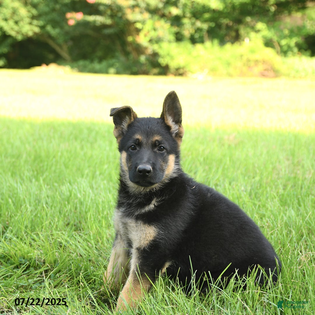 German Shepherd dogs for sale: Heidi - Image 2