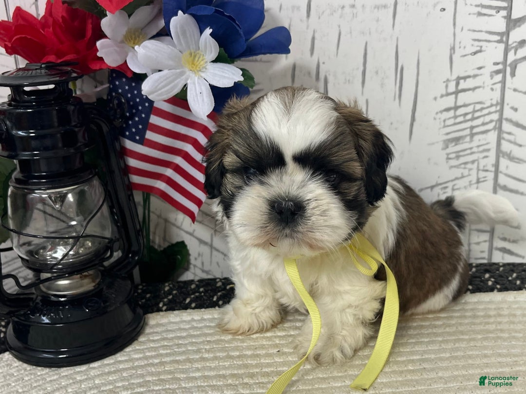 Shih Tzu dogs for sale: Freddy - Image 2