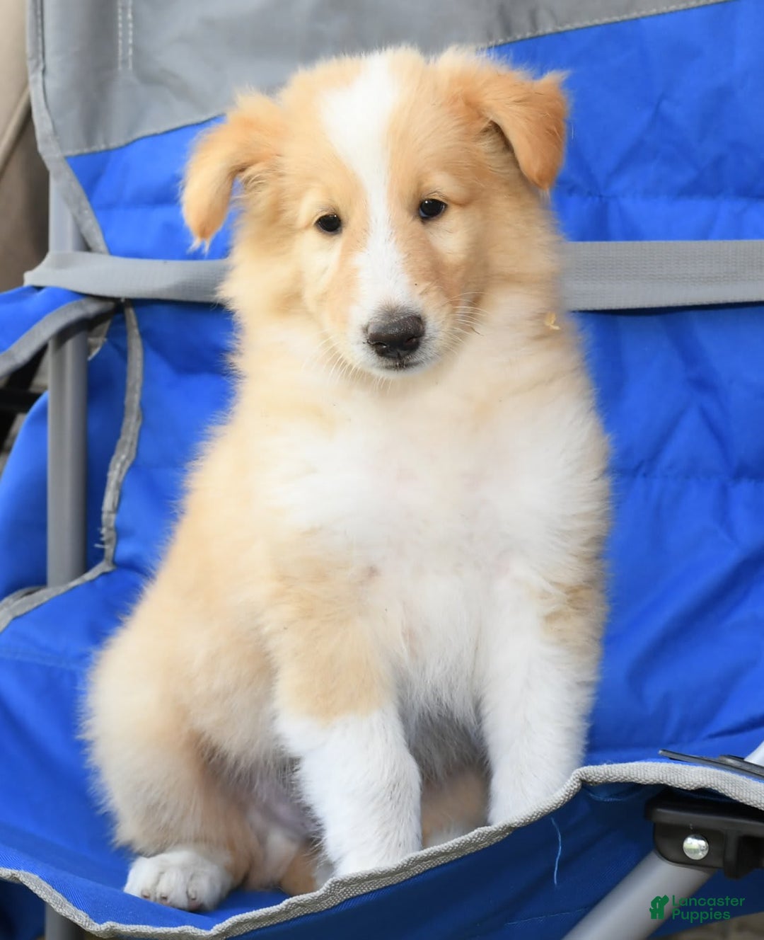 Collie dogs for sale: Pete - Image 7