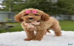 Mini Goldendoodle dogs for sale: Alani - Image 6
