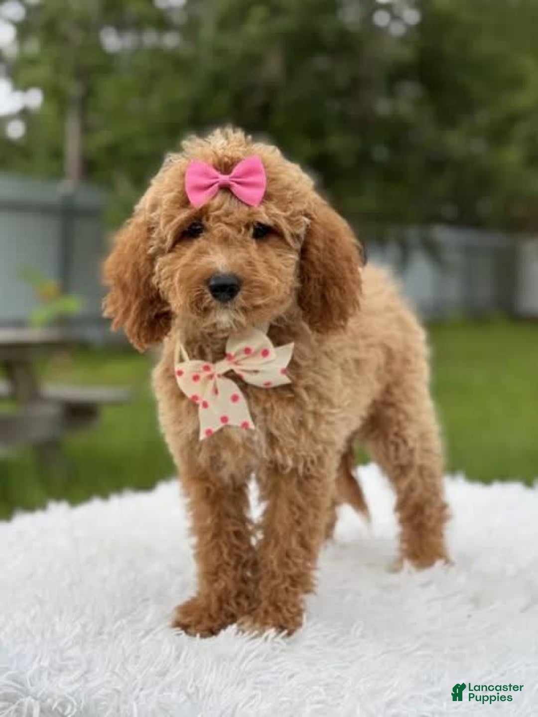 Mini Goldendoodle dogs for sale: Alani - Image 6