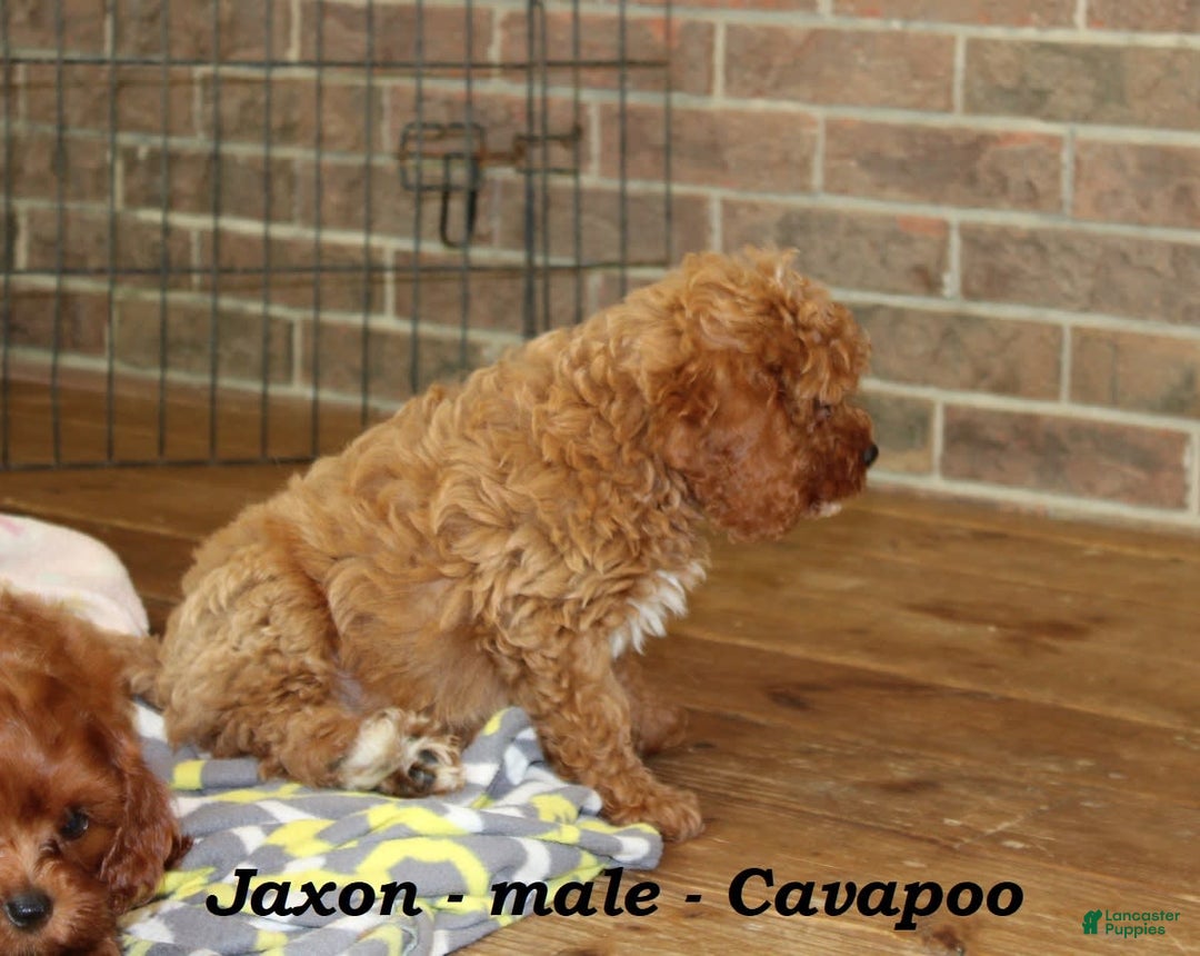 Cavapoo dogs for sale: Jaxon - Image 2