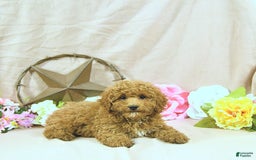 Miniature Poodle dogs for sale: Zach - Image 4