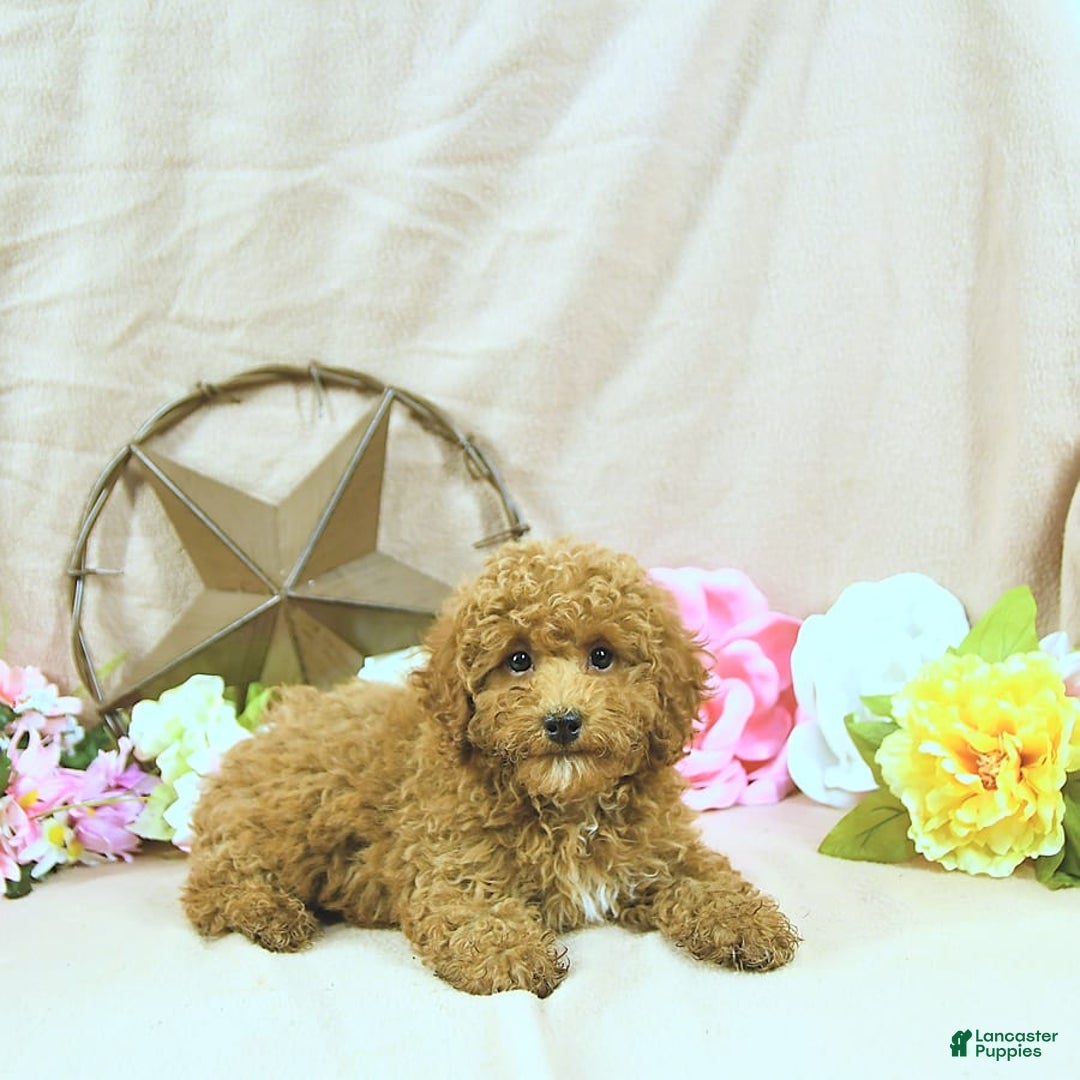 Miniature Poodle dogs for sale: Zach - Image 4