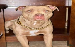 American Pit Bull Terrier dogs for sale: Light Gray Brindle - Image 3