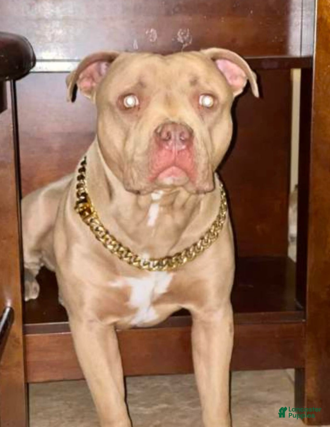 American Pit Bull Terrier dogs for sale: Light Gray Brindle - Image 3