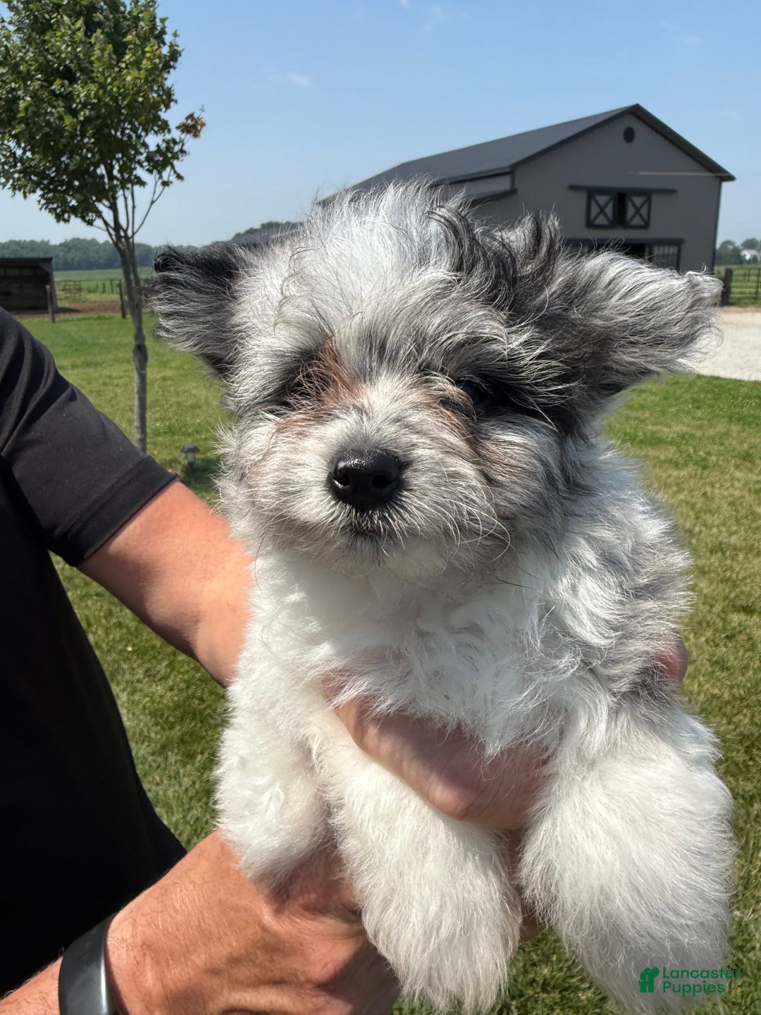 Pomapoo dogs for sale: Maverick - Image 1