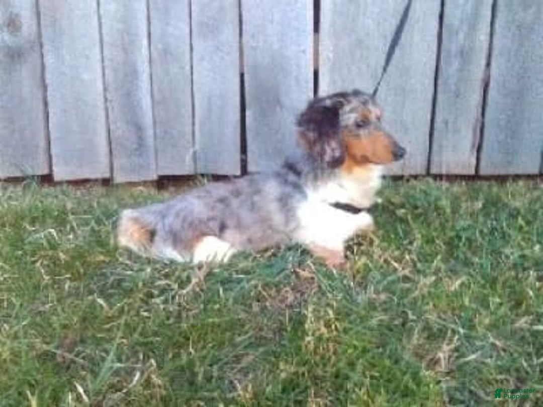 Miniature Dachshund dogs for sale: Lisa - Image 11