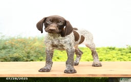 German Shorthaired Pointer dogs for sale: Jemma - Image 3