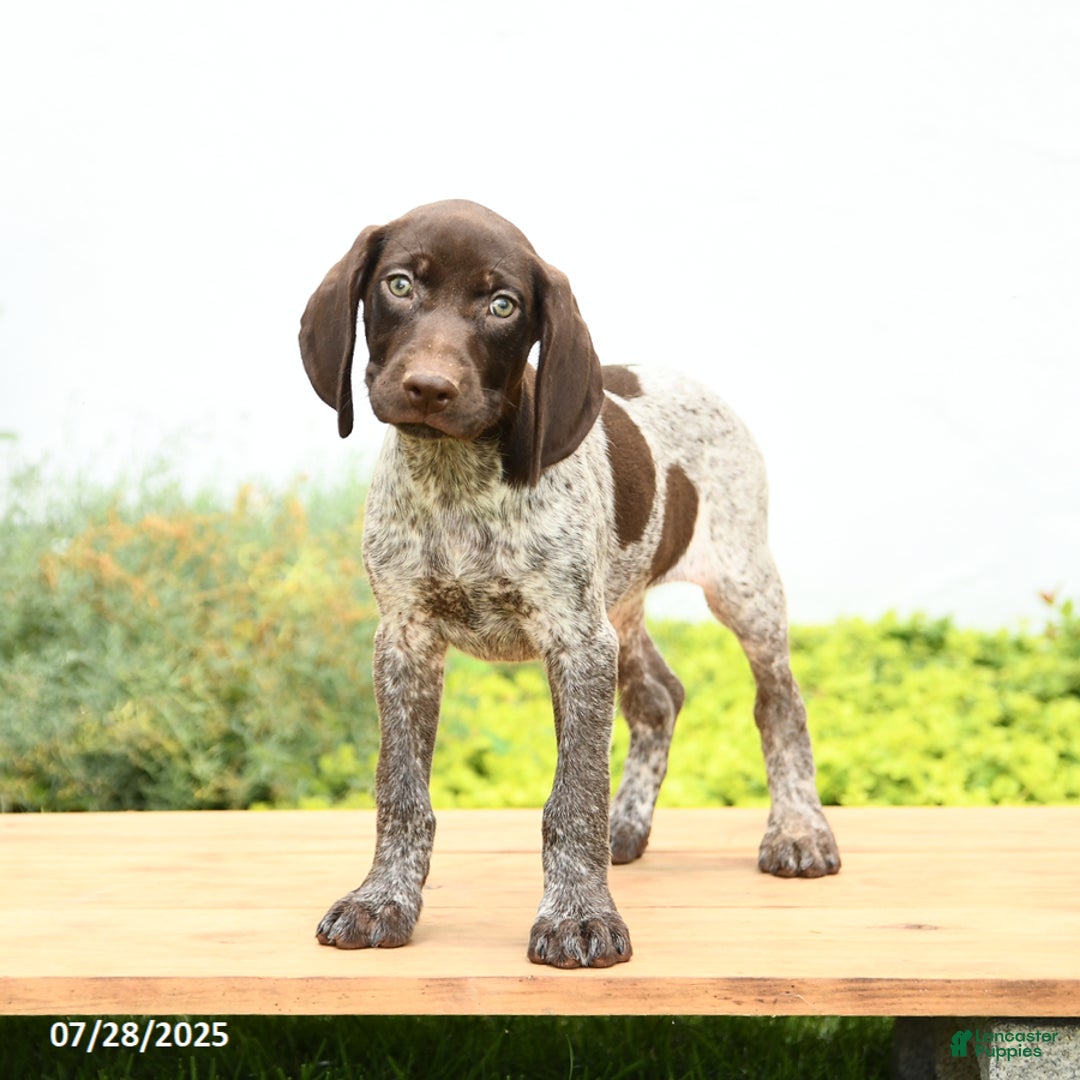 German Shorthaired Pointer dogs for sale: Jemma - Image 3