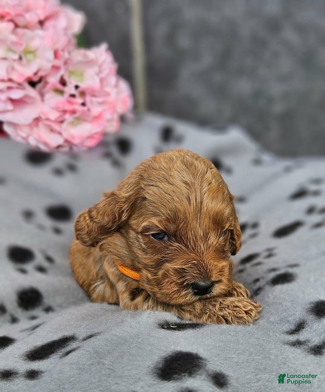 Cockapoo dogs for sale: Sonia - Image 2