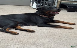 Rottweiler dogs for stud: Harley - Image 3