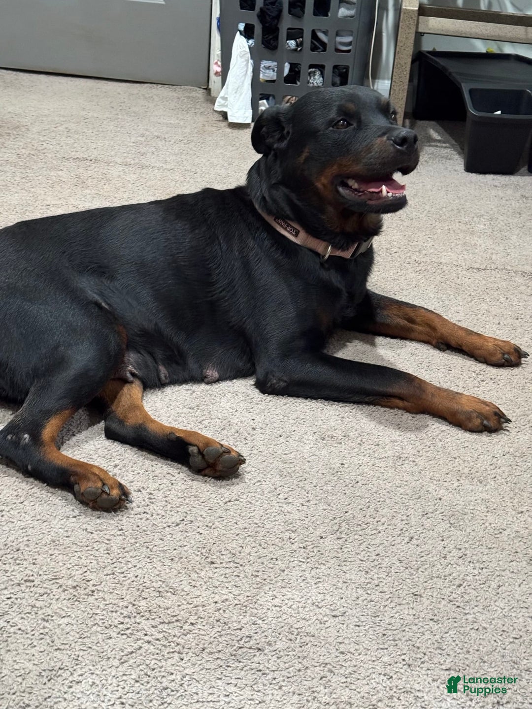 Rottweiler dogs for stud: Harley - Image 3