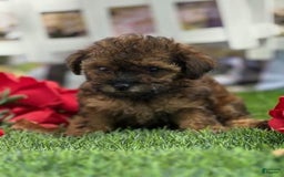 Toy Poodle dogs for sale: Pam - Image 1