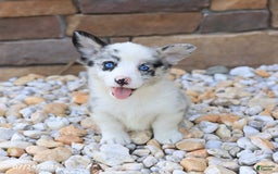 Welsh Corgi Pembroke dogs for sale: Isaiah - Image 5