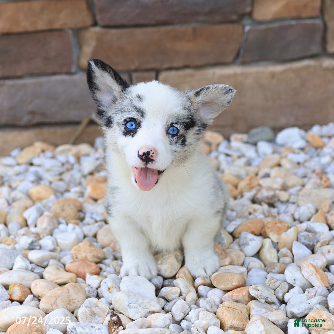 Welsh Corgi Pembroke dogs for sale: Isaiah - Image 5
