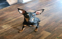 Doberman Pinscher dogs for sale: Rocky - Image 3