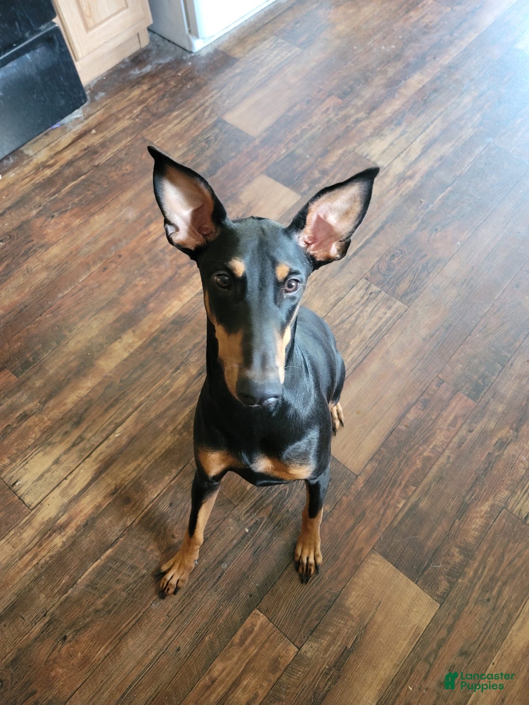 Doberman Pinscher dogs for sale: Rocky - Image 3