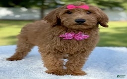 Goldendoodle dogs for sale: Casey - Image 5